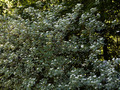 Cornus alba Elegantissima IMG_0725 Dereń biały